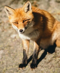 Создать мем: лисица рыжая, лисица, красивая лисичка