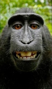Создать мем: макака, обезьяна делает селфи, monkey selfie