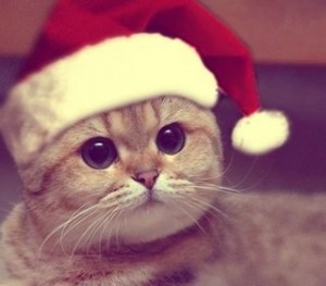 Create meme: Cat, Christmas, New year