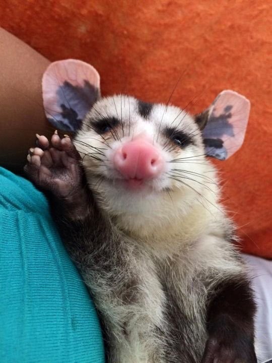 Create meme: possum , funny possum , sleepy possum