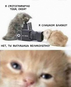 Создать мем: мемы животные, смешные животные, кошка с фотоаппаратом