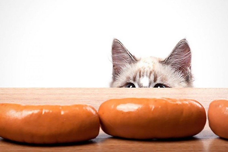 Create meme: sausage cat, cat sausage, sausage 