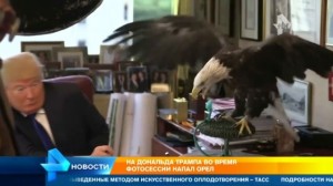Создать мем: bald eagle, трамп и орел, трамп испугался орла