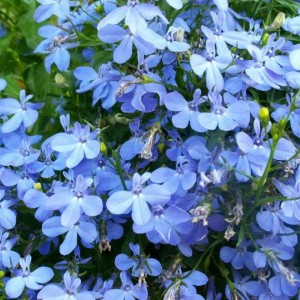 Create meme: Lobelia sky blue, flowers Lobelia, Lobelia erinus