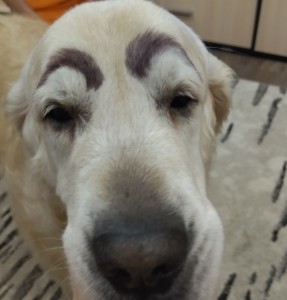 Create meme: a dog with painted eyebrows, dog with eyebrows, dog