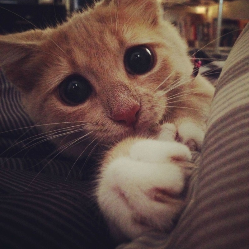 Create meme: kitty with pretty eyes, cute cat eyes, cute cat selfie