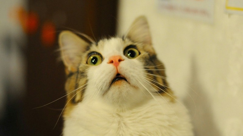 Create meme: cat , the frightened cat, meme surprised cat 