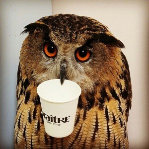 Create meme: coffee owl, owl owl, owl El yeah