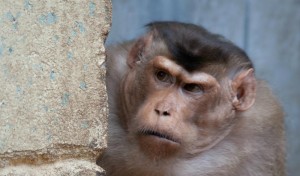 Create meme: why the need for the monkey, monkey, photo monkey scratches his head