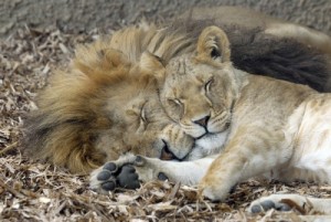 Create meme: lioness, aslan resimleri uyuyan, lion