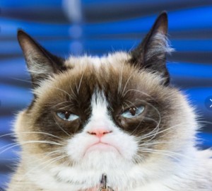 Создать мем: угрюмый кот, грустный кот тард, сердитый кот grumpy cat