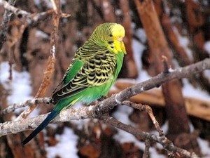 Создать мем: волнистый попугай зеленый маленький, волнистый попугай природный, зелёный волнистый попугай