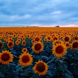 Create meme: flowers sunflowers, field of sunflowers