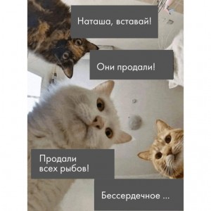 Создать мем: животные смешные, котик, наташа и коты мем