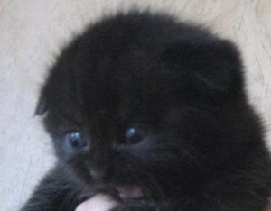 Создать мем: черные шотландские вислоухие котята, шотландские вислоухие котята, вислоухие котята черные