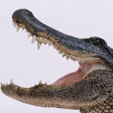 Create meme: nostril, the mouth of the crocodile, crocodile Wallpapers HD