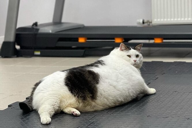 Create meme: tired fat cat, the fattest cat in the world, fat cat lies
