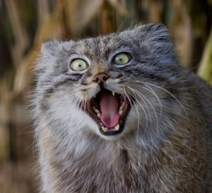 Создать мем: кошка в, палласов кот, pallas cat