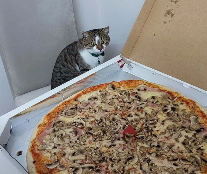 Create meme: pizza , fat cat pizza, pizza 