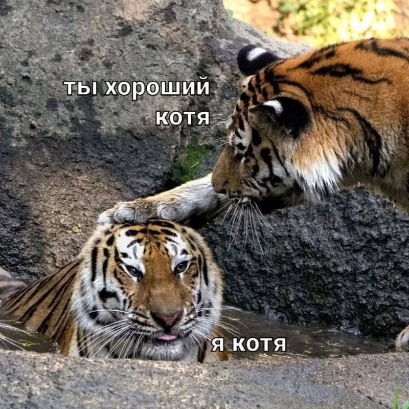 Create meme: the tiger is alive, Tiger love, tiger and tigress love