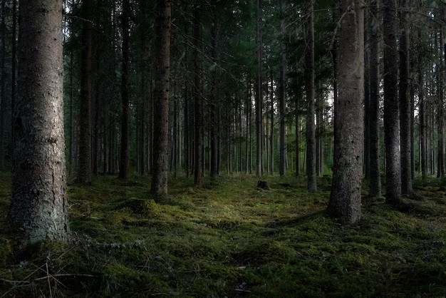 Create meme: forests of belarus, into the woods, pine forest