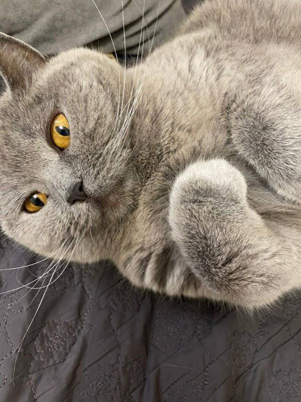 Create meme: cat , British shorthair cat, grey cat 