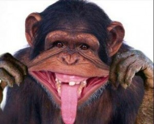 Create meme: monkeys, chimpanzee, happy monkey