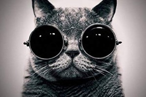 Create meme: cool, the cat is on the Ave, cat