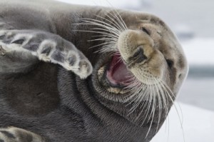Создать мем: walrus, тюлень, seal