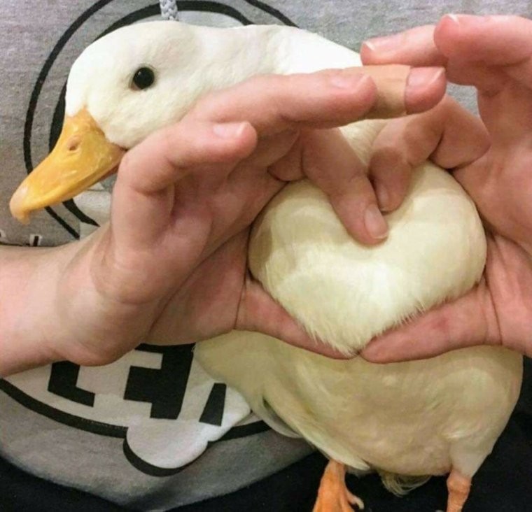 Создать мем: сердце утки, утка с сердечком, утка утка