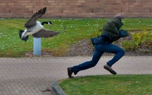 Create meme: goose attack, goose, goose chases