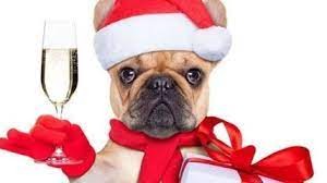 Create meme: New year's dog, Christmas dog, new year