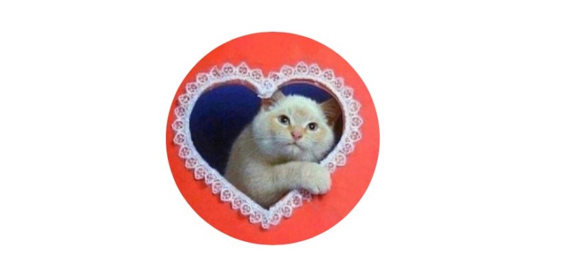 Создать мем: валентинка, кот с сердечками, валентинка с кошечкой