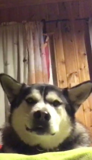 Create meme: husky , husky malamute, dog alaskan malamute