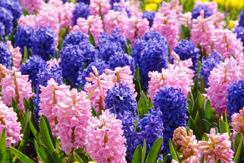 Create meme: flower hyacinth, hyacinths, bulbous flowers