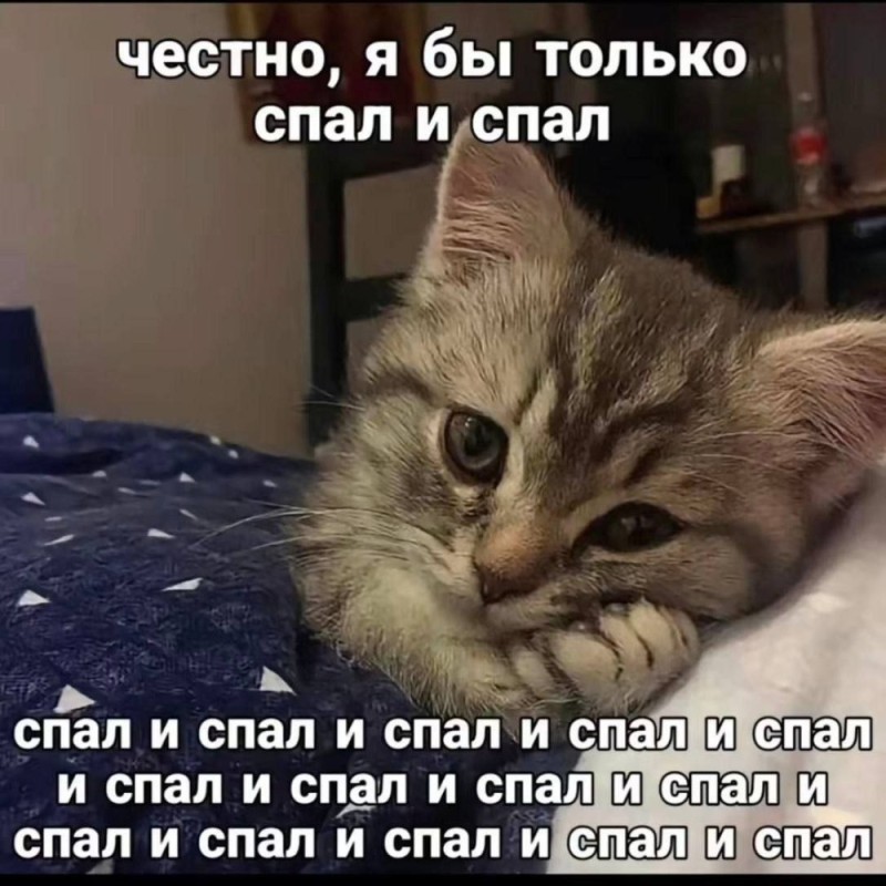 Создать мем: спокойной ночи с котиками, кот утро, сонный кот