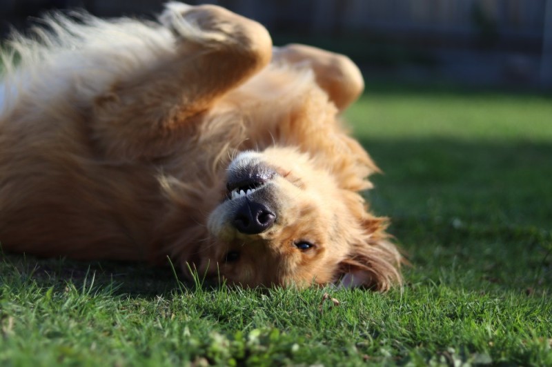 Create meme: dog , happy dog, dogs 