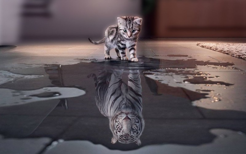 Create meme: tiger kitten, The tiger cat, cat tiger 