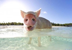 Create meme: bahamas, off the pig, pig