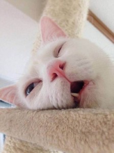 Create meme: sleeping cat, cats are cute, cute cats
