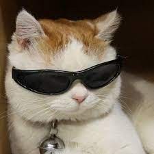 Создать мем: кот с очками мем, кот в солнечных очках, кот в черных очках