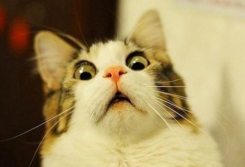 Создать мем: испуганный котик мем, удивленный кот, удивленный кот мем