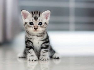 Создать мем: котята маленькие милые, американская короткошёрстная кошка, очень милые котята