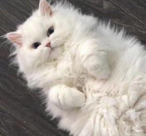 Create meme: white fluffy cat, fluffy cats
