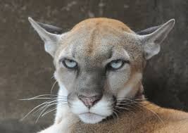 Create meme: cats wild, Cougar animal