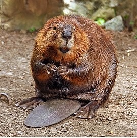 Create meme: Bobritsa, I eat beavers, canadian beaver