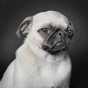 Create meme: disgruntled pug, pug pug, dog pug