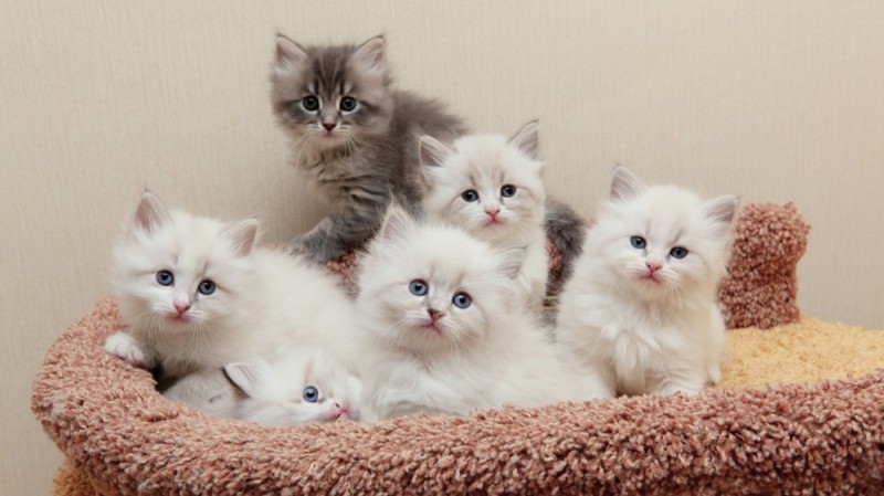 Create meme: fluffy kittens , adorable kittens, lots of cute kittens