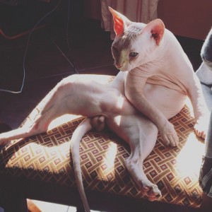 Create meme: care of Sphynx cats, Sphynx, Sphynx white