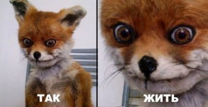 Create meme: uporotyh Fox meme, meme stoned Fox, stoned Fox